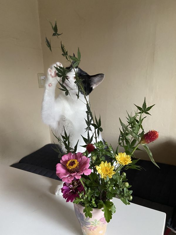猫と生花
